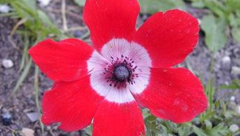 Israel is 70 by INON - Illustrated by INON 5th grade Tidhar school - Ourboox.com