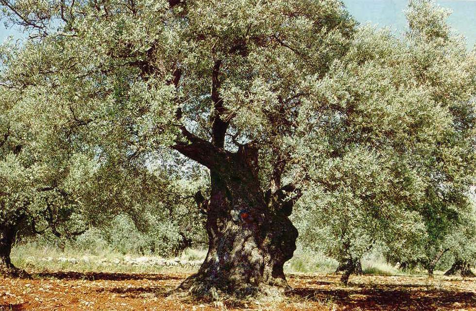 Israel is 70 by NOY - Illustrated by NOY 5th grade Tidhar school - Ourboox.com