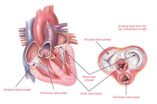 מבנה הלב ותפקידו by ateret - Illustrated by עטרת - Ourboox.com