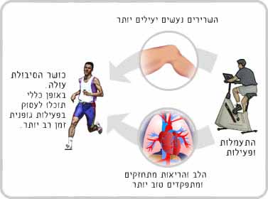 מבנה הלב ותפקידו by ateret - Illustrated by עטרת - Ourboox.com