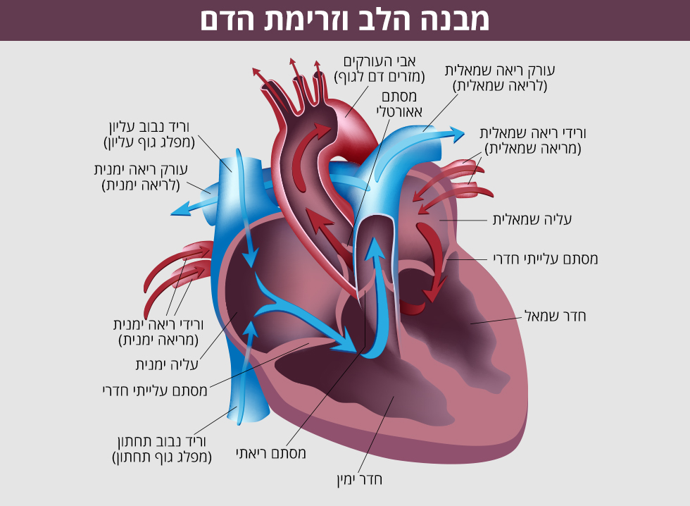 מבנה הלב ותפקידו by ateret - Illustrated by עטרת - Ourboox.com