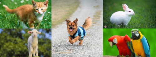 الحيوانات by yasmeen and hadeel - Illustrated by ياسمين حراحشه وهديل دياب - Ourboox.com