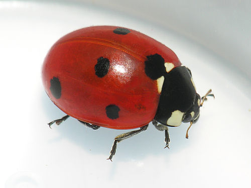 מושית השבע by ella - Illustrated by אליה שי - Ourboox.com