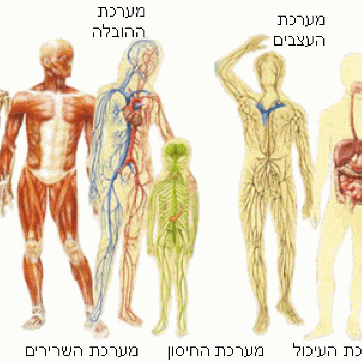 מערכות בגוף אדם by may ovadia - Ourboox.com