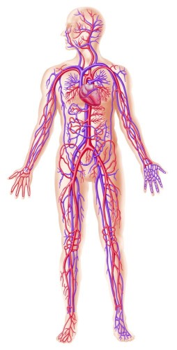 جهاز الدوران