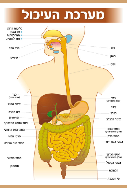 מערכות בגוף אדם by may ovadia - Ourboox.com