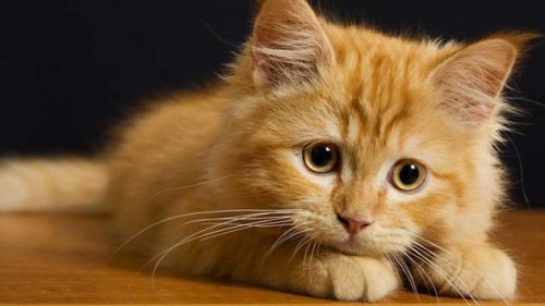 החתול שלא הפסיק לישון by Tamar Cohen - Ourboox.com