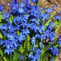 Легенди про квіти by nadia - Ourboox.com