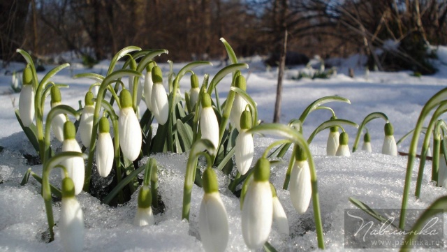 Легенди про квіти by nadia - Ourboox.com