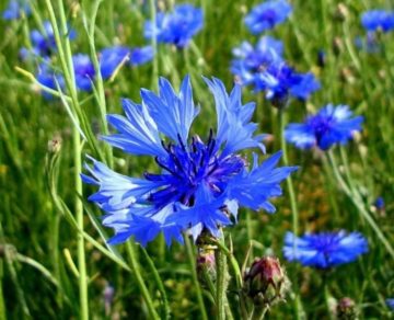 Легенди про квіти by nadia - Ourboox.com