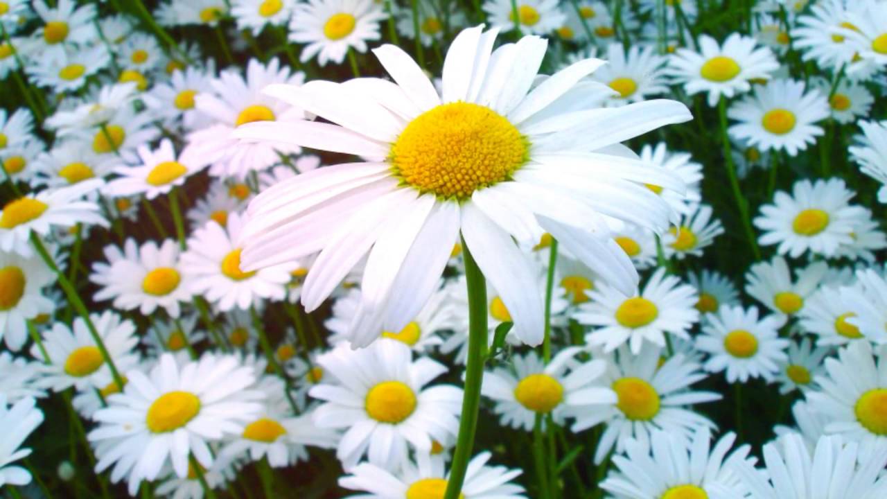 Легенди про квіти by nadia - Ourboox.com