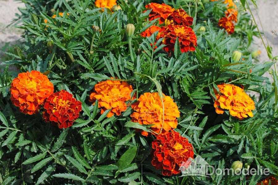 Легенди про квіти by nadia - Ourboox.com