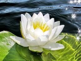 Легенди про квіти by nadia - Ourboox.com