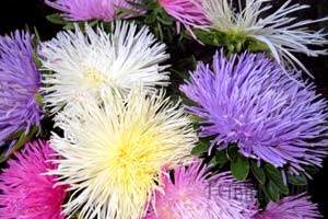 Легенди про квіти by nadia - Ourboox.com