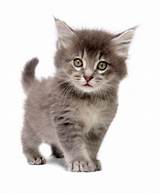 Bonny Dog’s Nap by Dorin Naim - Ourboox.com