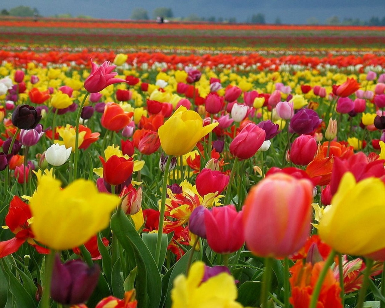 Легенди про квіти by nadia - Ourboox.com