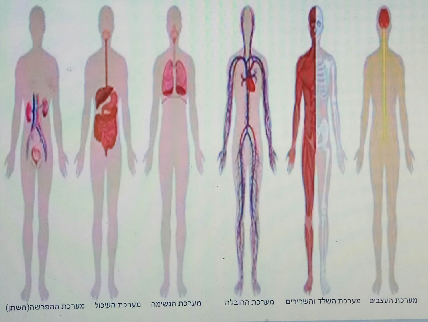 מערכות בגוף האדם by amit alkan - Ourboox.com