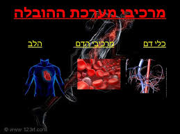 מערכות בגוף האדם by amit alkan - Ourboox.com