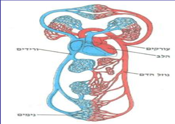 מערכות בגוף האדם by amit alkan - Ourboox.com