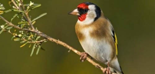 الطيور by sadeen - Ourboox.com