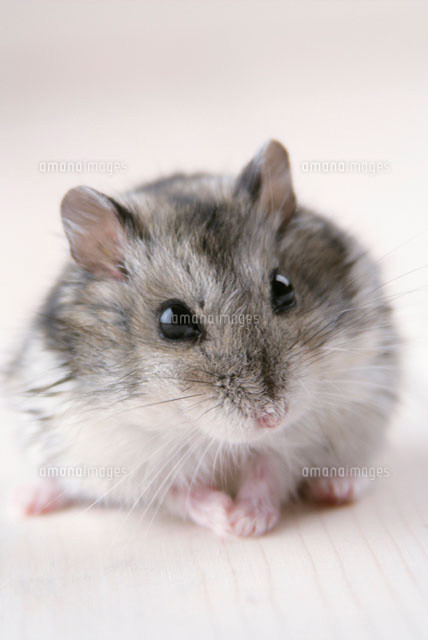 הספר המקסים של אנהבל by tali - Ourboox.com