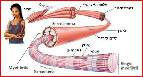 תא שריר. by shir lavie - Ourboox.com