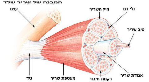 תא שריר. by shir lavie - Ourboox.com