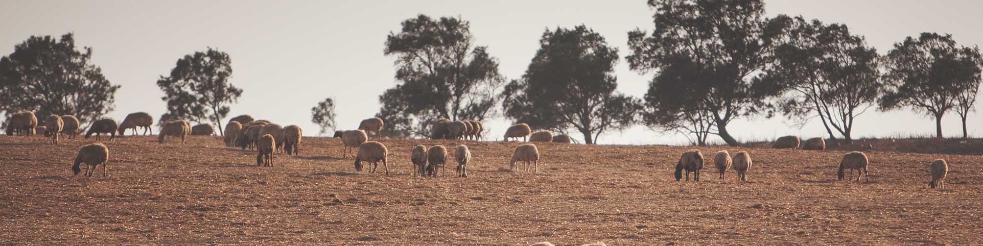 מצע מפלגת פרפר נחמד by Lihee - Ourboox.com