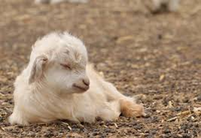 Le origini del Cashmere by Filippo - Illustrated by Manuel e Filippo  - Ourboox.com