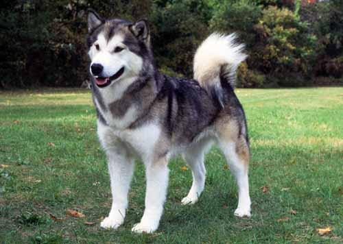 الكلاب by eliass - Ourboox.com