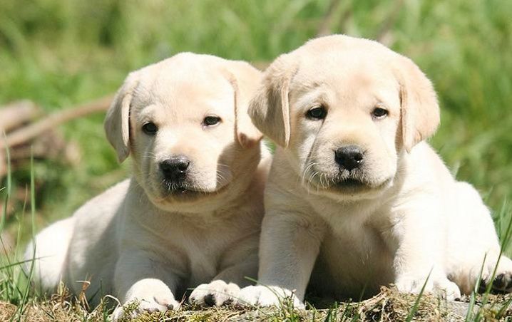 حياة الكلاب by fatma - Illustrated by فاطمة خالد دكناش - Ourboox.com