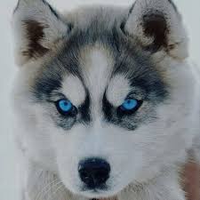 الكلاب by eliass - Ourboox.com