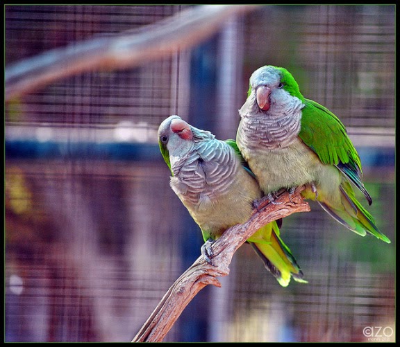 جاكو by adham - Ourboox.com