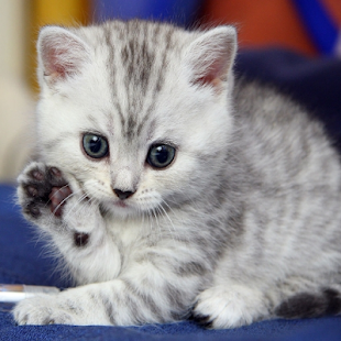 القطط by Bisan abo shekha - Ourboox.com