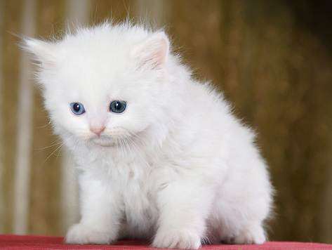 القطط by Bisan abo shekha - Ourboox.com