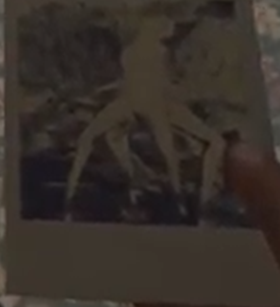 The Forest by Omri Meidan - Illustrated by עמרי מי דן - Ourboox.com