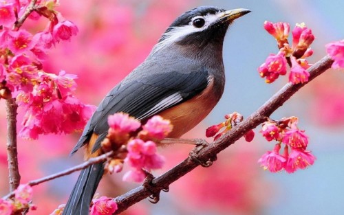 اسماء الطيور و انواعها by sadeen idrees - Illustrated by sadeen idrees - Ourboox.com