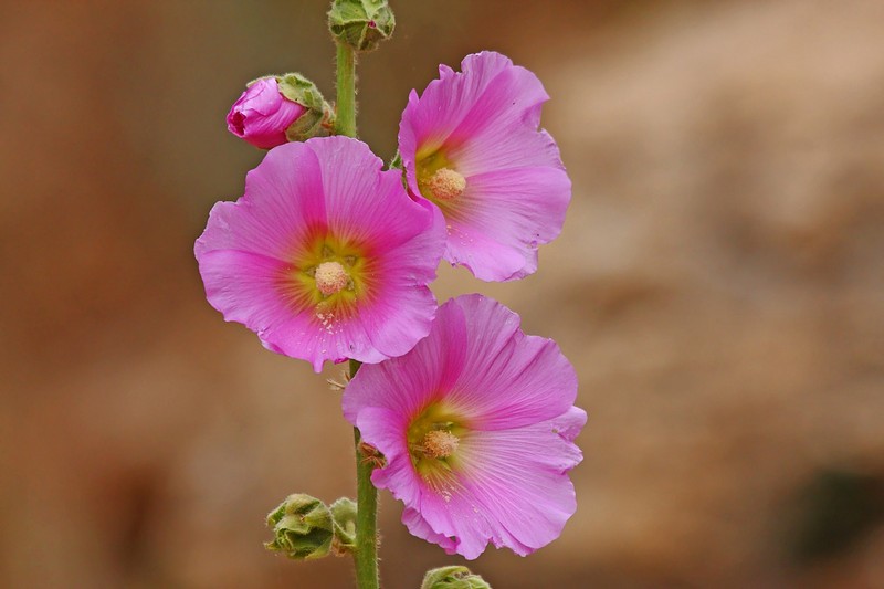 פרחי אביב by ayelet dvir - Illustrated by אספה וליקטה : אילת דביר - Ourboox.com