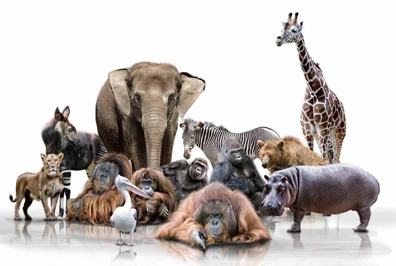 Uykucu Köpek by yaman - Ourboox.com