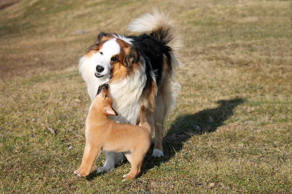 Mina ja Minu kodukoht by Chris-Robin Soon - Ourboox.com