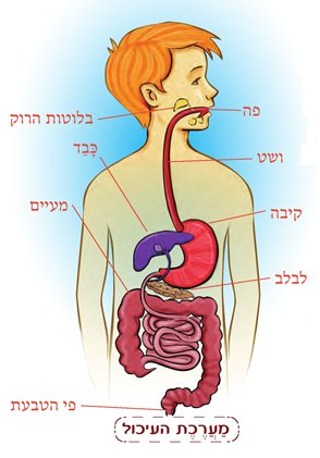 איברי ובלוטות מערכת העיכול
