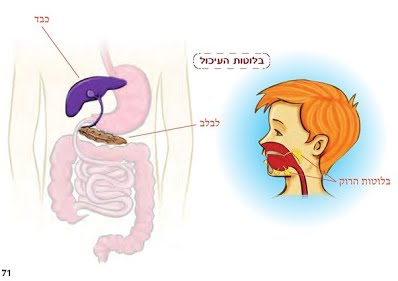 מערכת העיכול by samah - Illustrated by סמאח  - Ourboox.com