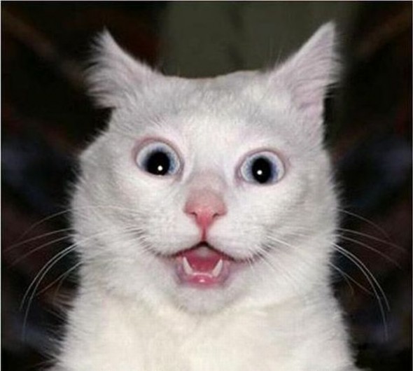 القطط by Bisan - Illustrated by بيسان ابو شيخة - Ourboox.com