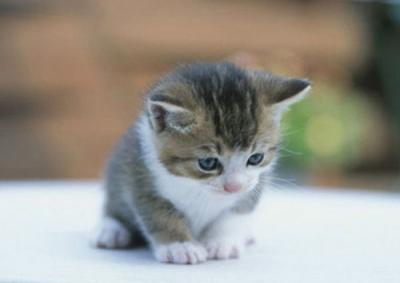 القطط by Bisan - Illustrated by بيسان ابو شيخة - Ourboox.com