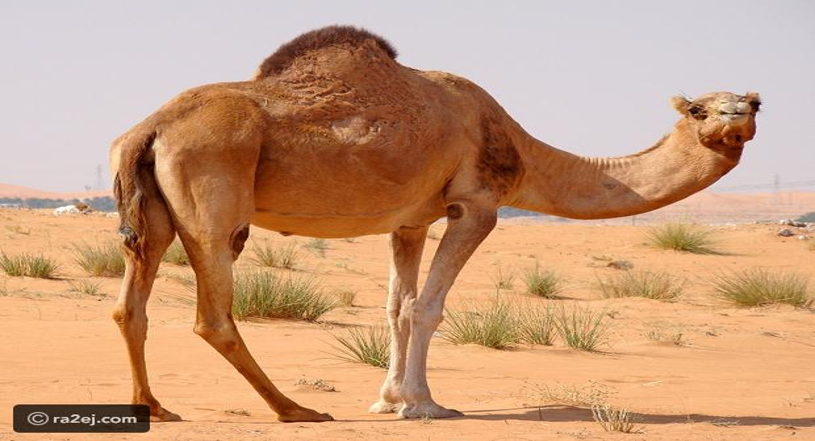 الاحرف الهيجائية by omar - Ourboox.com