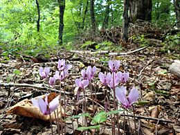 MOLISE by Cristian - Ourboox.com