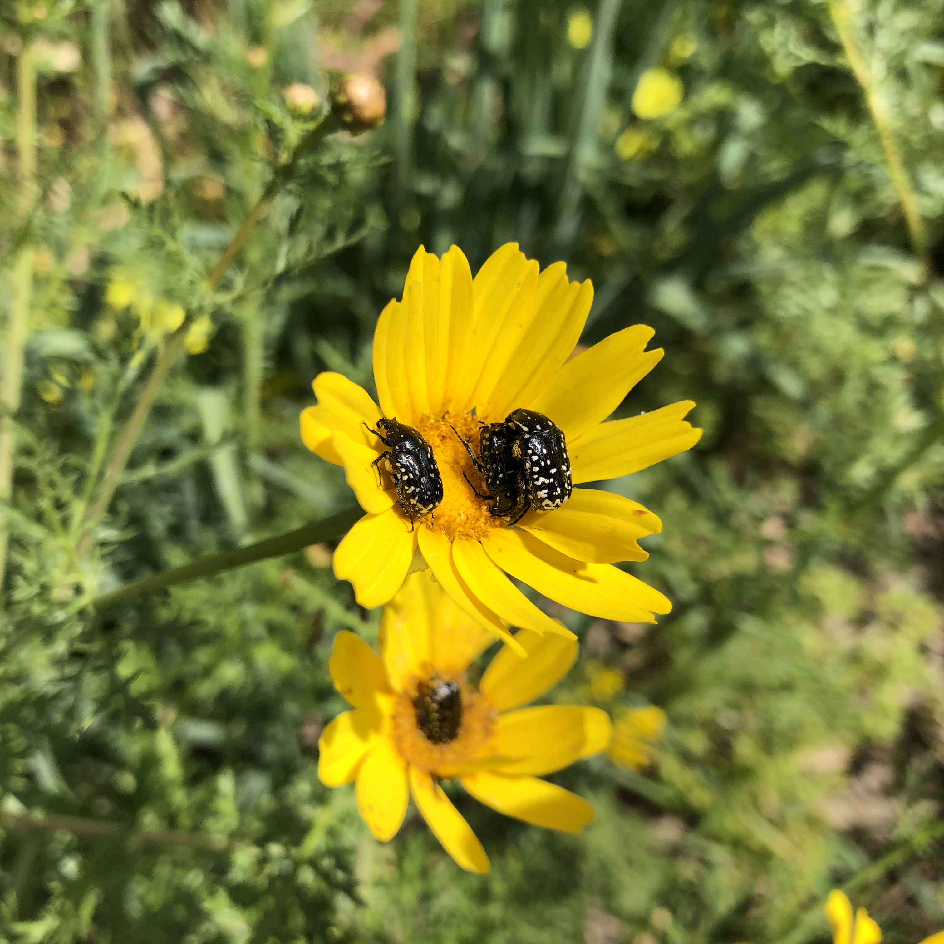 Mud Day in Tel Aviv, 2018 by Mel Rosenberg - מל רוזנברג - Ourboox.com