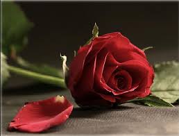 المبتدأ by reham - Ourboox.com