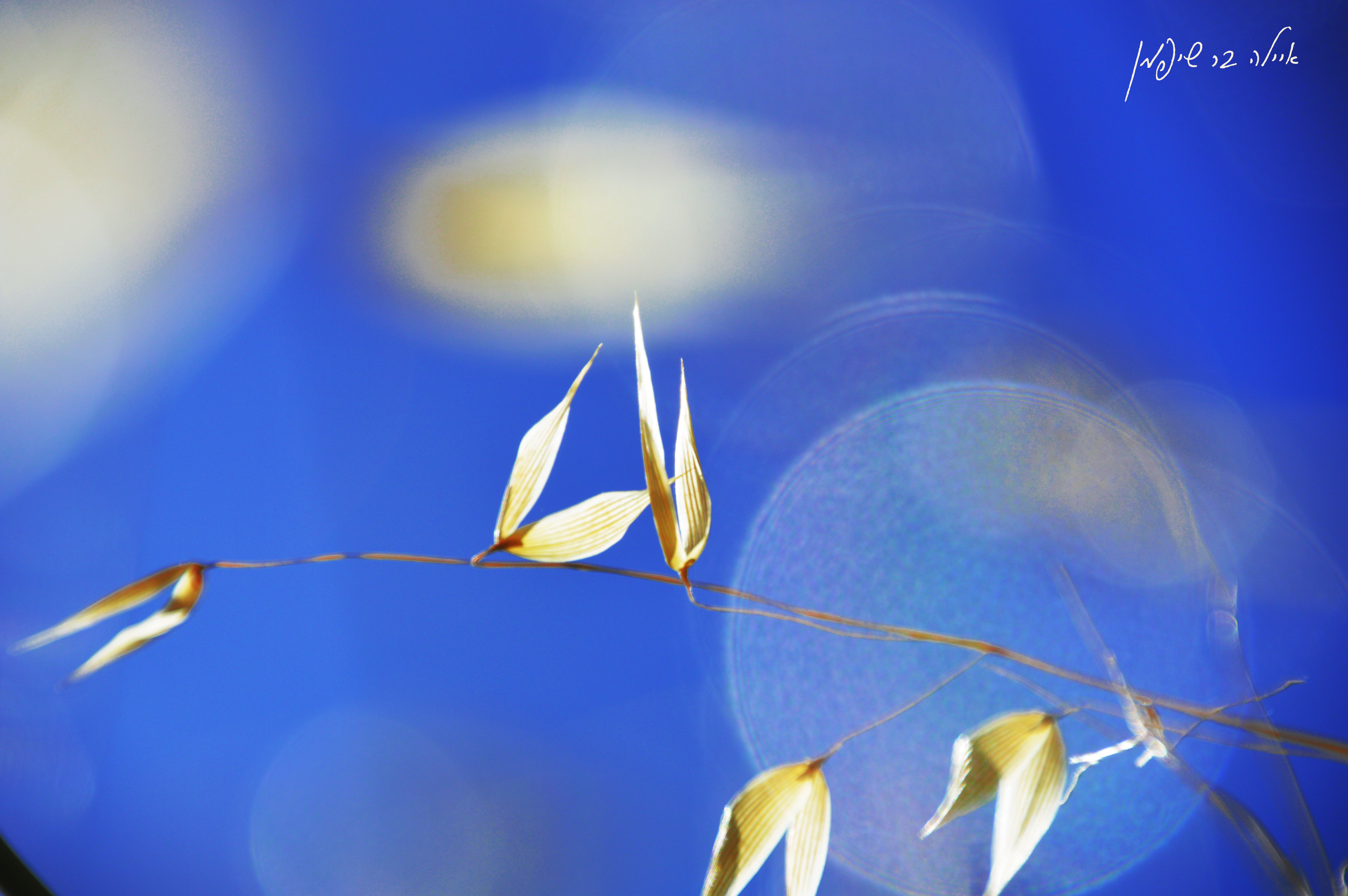 רסיסי הכוס והחתונה השבורה by AYALA BAR - Ourboox.com