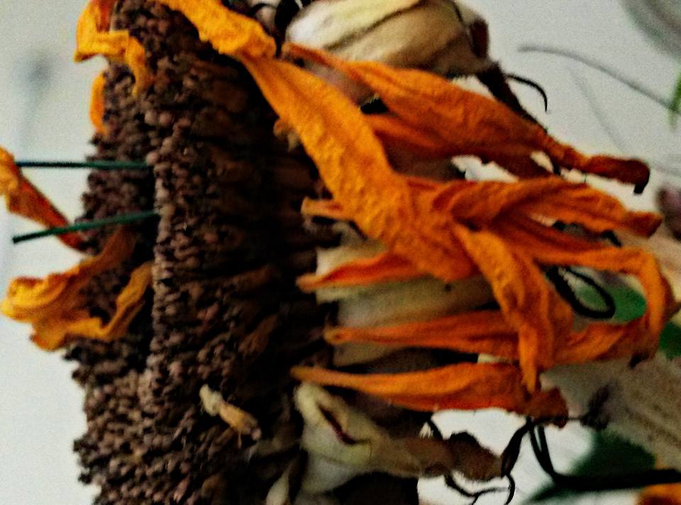 רסיסי הכוס והחתונה השבורה by AYALA BAR - Ourboox.com